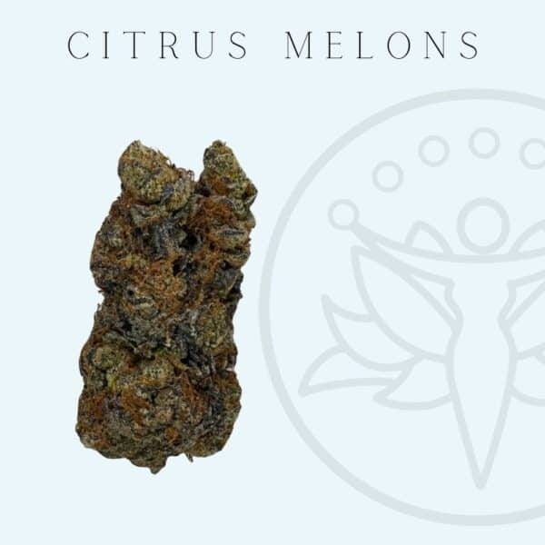 THCA Flower Citrus Melons (Sativa Hybrid)