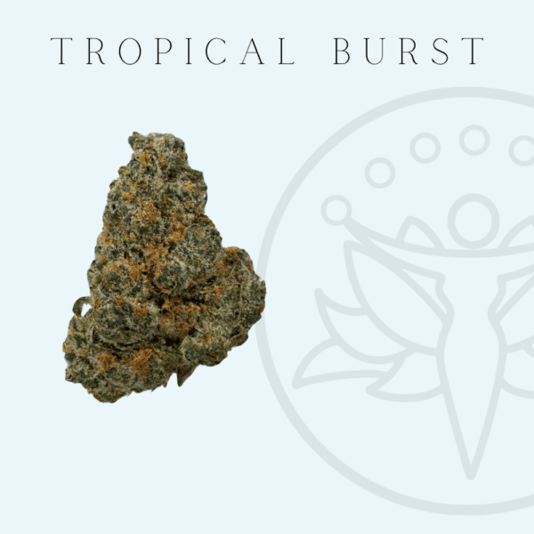 THCA Flower Tropical Burst (Sativa Hybrid)