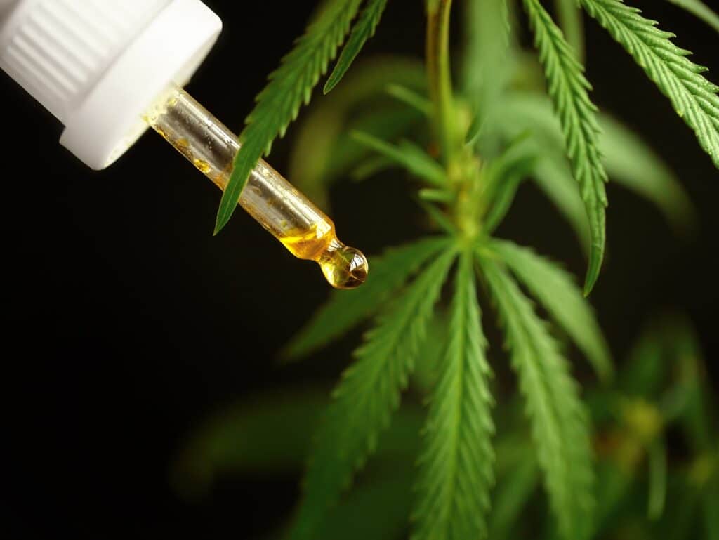 hemp oil extract concept alternative medicine with cannabidiol content cannabis